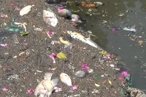 Clip: Cá chết la liệt trên kênh Nhiêu Lộc - Thị Nghè