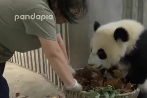 Chị lao công và gấu trúc 'giành nhau'... giỏ rác