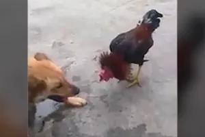 Chú gà 'chiến đấu' đến cùng, không tha cho chó