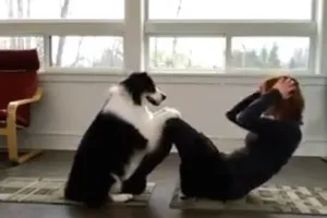 Chó tập Yoga cùng cô chủ mỗi sáng