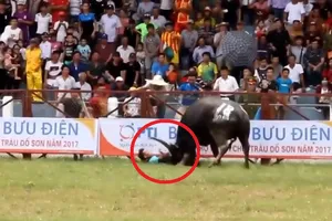 Trâu chọi húc chủ trọng thương ở Đồ Sơn