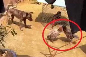 Gà mái 'đánh nhau' - chó làm hòa giải viên