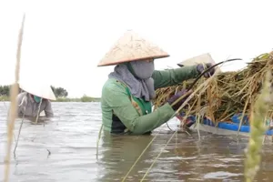 Nông dân Đồng Tháp Mười lội ruộng gặt lúa chạy lũ