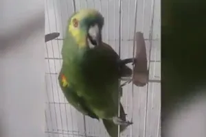 Chú vẹt cover bài hát kinh điển của Rihanna