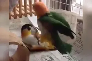 'Võ sư vẹt' hạ đối thủ trong vòng 3 giây