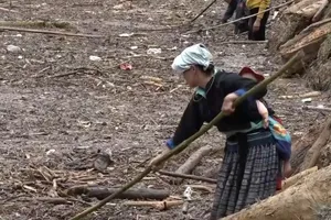 Đổ xô vớt củi trong lòng hồ thủy điện sau lũ quét