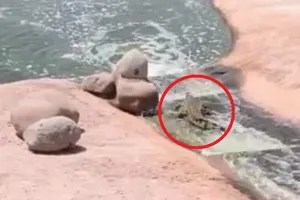 Cá sấu chơi... trượt nước 