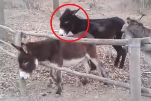 Lừa thông minh tìm ra cách thoát rào cản trong vài giây