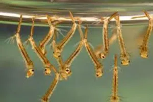 Đoàn kiểm tra hoảng hồn vì ổ lăng quăng trong nhà dân