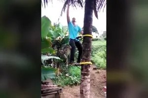 Sáng tạo 1 kiểu leo dừa mới