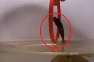 Cá Betta biểu diễn xiếc nhảy qua vòng