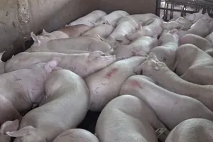 Hàng nghìn con heo nghi bị tiêm thuốc ở TP.HCM