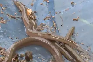 Săn lươn đồng mùa lũ ở miền Tây