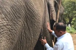 Gắn chip điện tử để quản lý voi nhà ở Đắk Lắk 