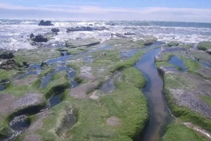 Chiêm ngưỡng rêu phủ kín bãi đá nhiều màu nhất Việt Nam