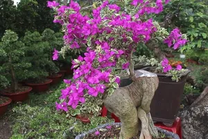 Khai trương nhiều điểm bán hoa Tết ở TP.HCM