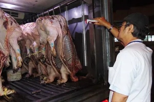 Báo động thịt heo dính thuốc an thần vào TP.HCM
