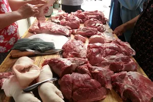 Heo tiêm thuốc an thần sẽ bị tiêu hủy