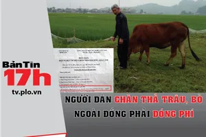 Người dân chăn thả trâu, bò ngoài đồng phải đóng phí