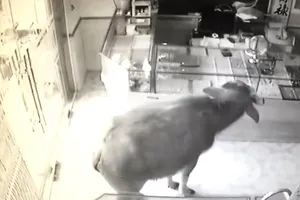 Clip: Trâu húc người, quậy phá tiệm vàng ở TP Thái Nguyên