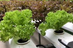 Bàn ăn ngay cạnh vườn rau sạch