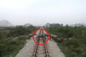 Tàu hỏa đâm chết đàn trâu thả rông băng ngang đường ray