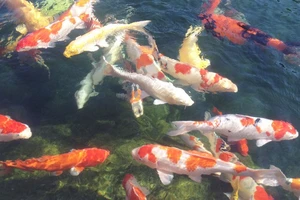 Vẻ đẹp mê hồn của cá Koi