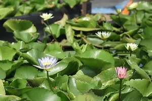 1 cây hoa súng giá 2,5 triệu đồng