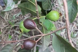 Độc đáo với vườn trái cây 2 màu ở TP.HCM