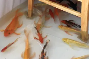 Quán cà phê độc lạ có cá bơi lội dưới chân khách