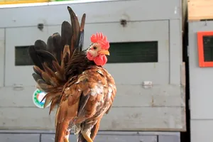 Thú chơi gà chục triệu đồng của dân TP.HCM