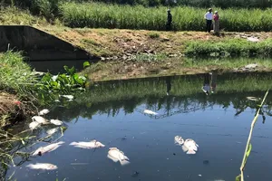 Clip: Gần 1 tấn cá chết trắng hồ ở Đà Nẵng