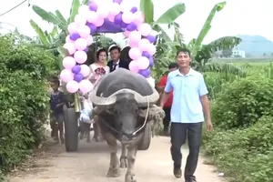 Độc đáo lễ rước dâu bằng xe trâu ở Nghệ An
