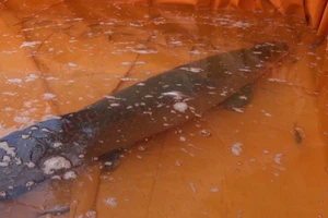 Ngư dân bắt được cá hải tượng gần 1,5 m trên sông Vàm Cỏ Đông