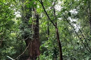 Cây gõ Bác Đồng ở Vườn Quốc gia Cát Tiên