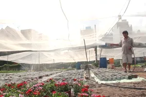 Sau bão số 9, các nhà vườn ở TP.HCM khẩn trương trồng hoa Tết