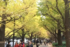 Chiêm ngưỡng rừng cây lá vàng, lá đỏ ở xứ Phù Tang