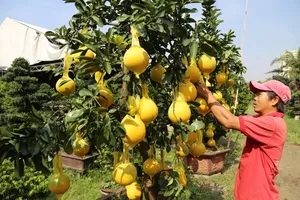 Cận cảnh: Đặc sản bưởi Diễn đổ bộ TP.HCM đón Tết 