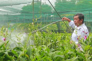 Clip: Các vựa hoa lan ở TP.HCM cháy hàng trước Tết