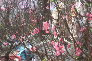 Có một phố hoa đào giữa lòng TP. HCM