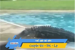 Hoảng hồn khi thấy cá sấu gần 3m ở bể bơi gia đình