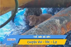 Video: Phát hiện chú chó giữa đại dương, cách bờ 220km