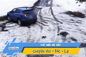 Video: Khoảnh khắc chó cứu bạn khỏi bánh xe tử thần