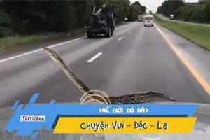 Video: Hoảng hồn phát hiện con trăn bò trên nắp capo