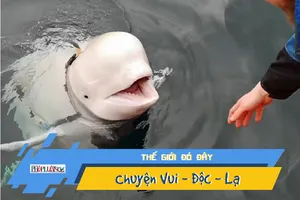Phát hiện cá voi trắng nghi là 'gián điệp' của Nga
