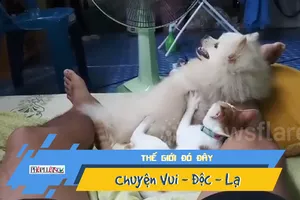 Chú chó sung sướng khi được mèo massage 