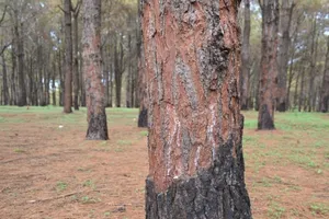 Gần 1.000 cây thông bị róc vỏ làm giá thể trồng lan