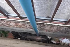 Video: Giải cứu bầy chó mắc kẹt giữa hai toà nhà