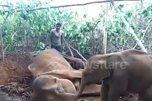 Video: Rớt nước mắt cảnh voi con lay xác voi mẹ