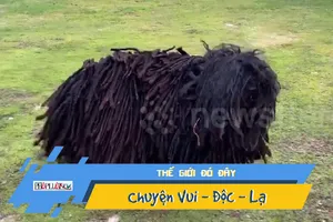 Video: Ai mà tin được nùi giẻ này là một con chó